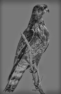 The eyes miss nothing The eyes miss nothing