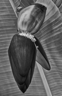 Banana Flower Banana Flower