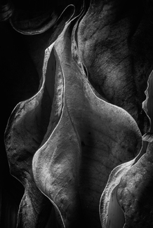 Composition of leaves Composition of leaves