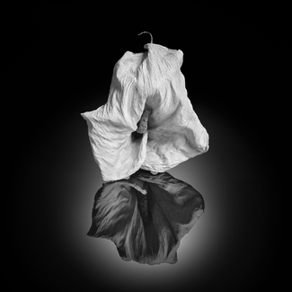 Calla Lily  Calla Lily