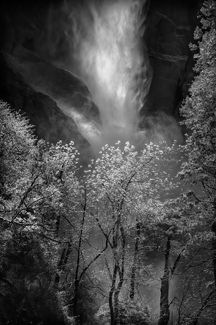 Behind the Trees Behind the Trees