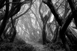 Pan's Labyrinth Pan's Labyrinth