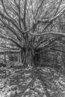 Ancient Storyteller Ancient Storyteller