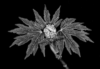 Bigleaf Maple Bigleaf Maple
