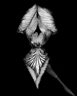 Oregon Iris Oregon Iris