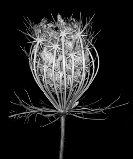 Queen Ann's Lace