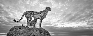Mother And Baby cheetah Mother And Baby cheetah