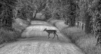 Crossing The Road Crossing The Road
