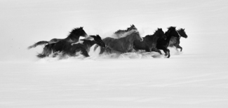 Winter's Horses