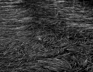 Floating grass on dark water