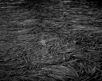Floating Grass of Lake Irwin Floating Grass of Lake Irwin