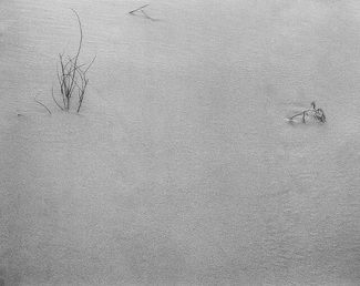 Grass and Bug Footprints Grass and Bug Footprints
