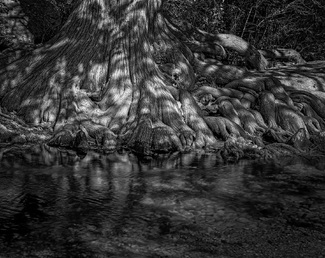 Onion Creek Tree Legs Onion Creek Tree Legs