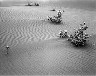 Sand Hill Flowers Sand Hill Flowers