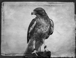 Peregrine Falcon Peregrine Falcon