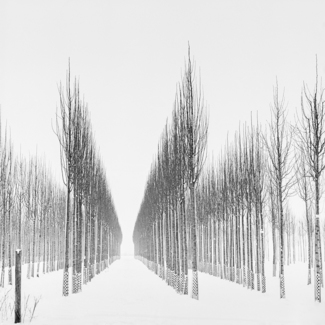 Rows of Trees, Study 3