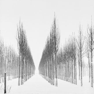Rows of Trees, Study 3 Rows of Trees, Study 3