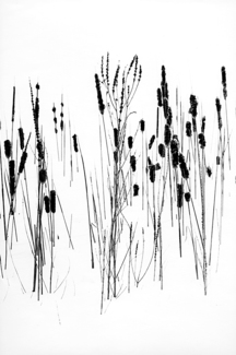 Reeds 1