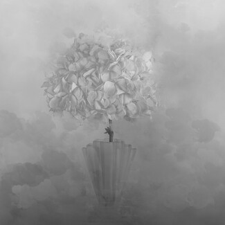 Hydrangea among the Clouds Hydrangea among the Clouds