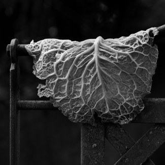 Leaf of Cabbage