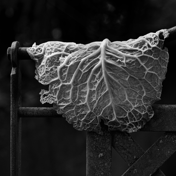 Leaf of Cabbage