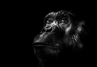 Intelligence within Intelligence within