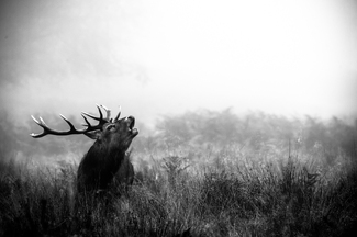 A Foggy Roar A Foggy Roar