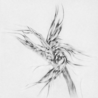 Bird of Paradise Blooming Bird of Paradise Blooming