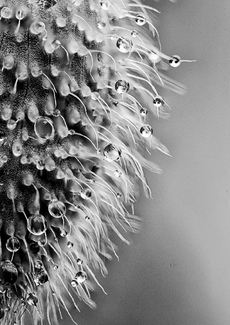 Hairy droplets Hairy droplets
