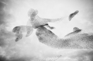 Dancing starlings Dancing starlings