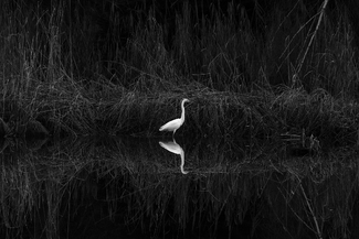 The great white egret The great white egret