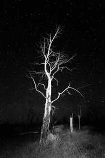 Starry Night and Tree