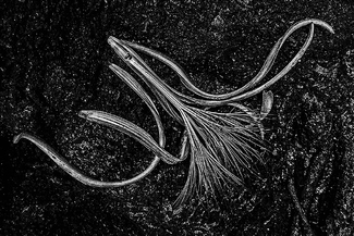 A Ballerina Flower A Ballerina Flower