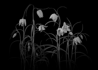 The Garden of Forgotten Dreams The Garden of Forgotten Dreams