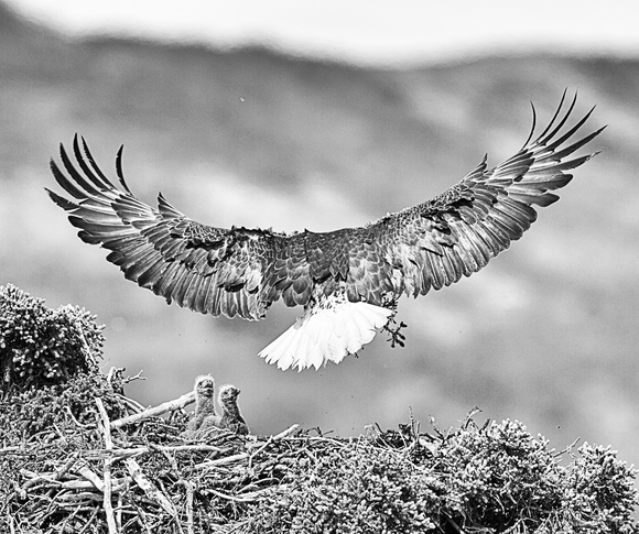 Alaska Eagle