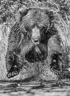 Diving Grizzly Diving Grizzly