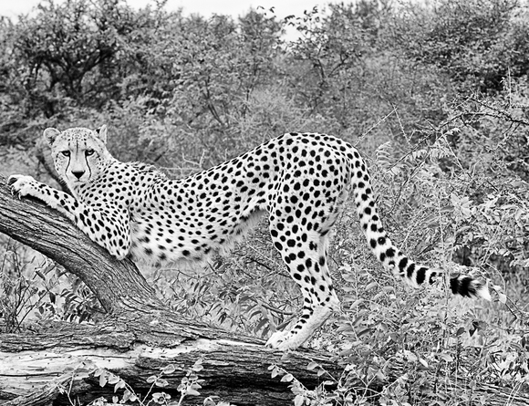 Cheetah Stretching