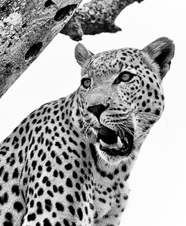 Leopard (1)