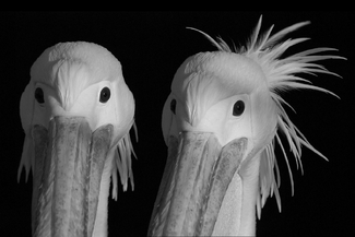 Dolce&Pelicana Dolce&Pelicana