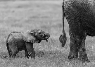 Mom\'s Assistant Mom\'s Assistant