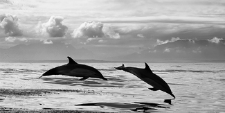 Jumping swimmers Jumping swimmers