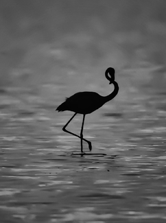 Flamingo silhouette