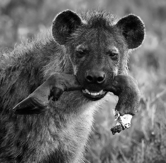 Savannah's demon Savannah's demon