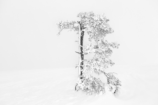 Arctic Trees 1