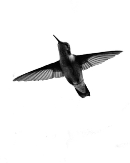 Hummingbird at Window Hummingbird at Window