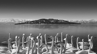 The Lone Congestion of Swan Lake The Lone Congestion of Swan Lake