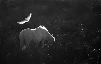 Dream of the White Horse