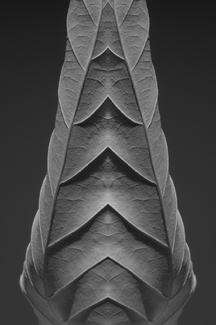 Leaf Sculpture 6180 Leaf Sculpture 6180