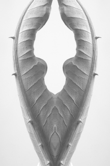 Teasel Leaf Sculpture 4955 Teasel Leaf Sculpture 4955