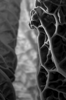 Beauty Of Greens Beauty Of Greens